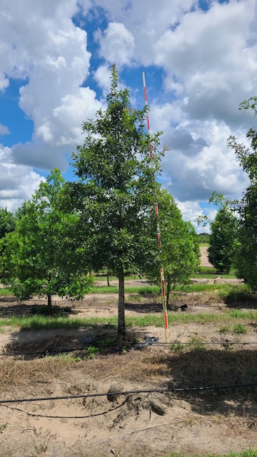 quercus-texana-nuttall-oak-quercus-nuttallii