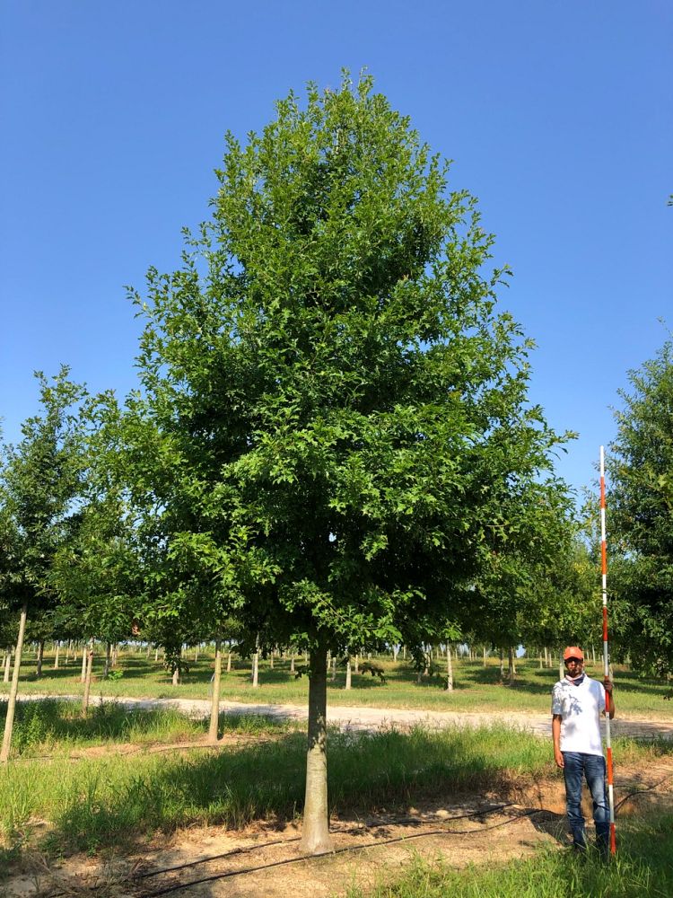 quercus-texana-nuttall-oak-quercus-nuttallii