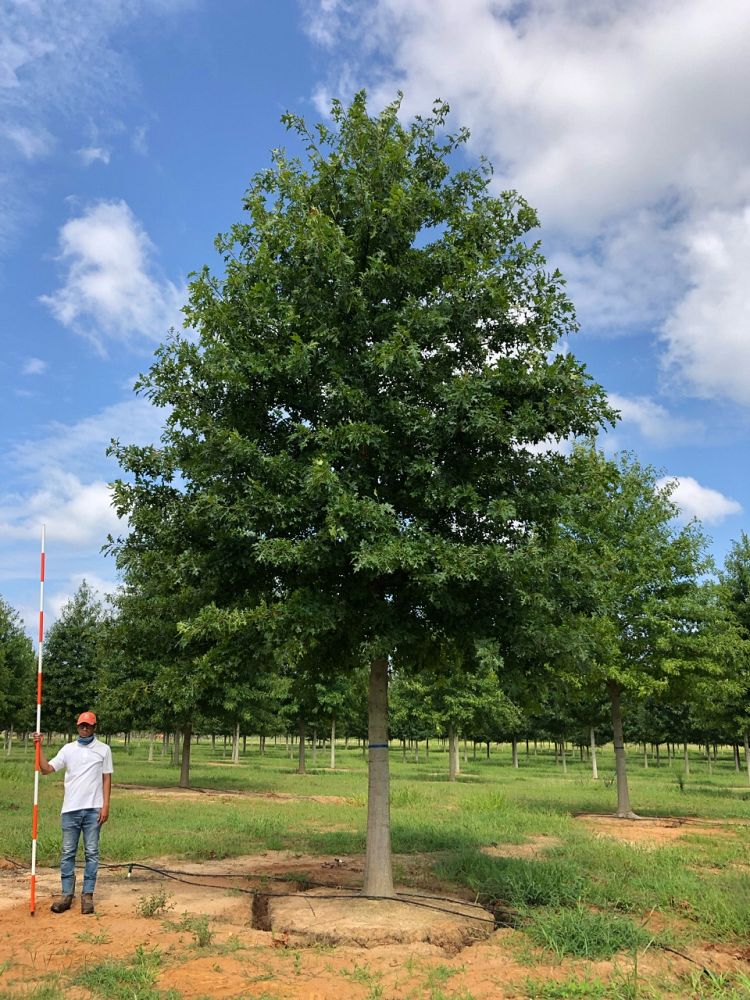 quercus-texana-nuttall-oak-quercus-nuttallii