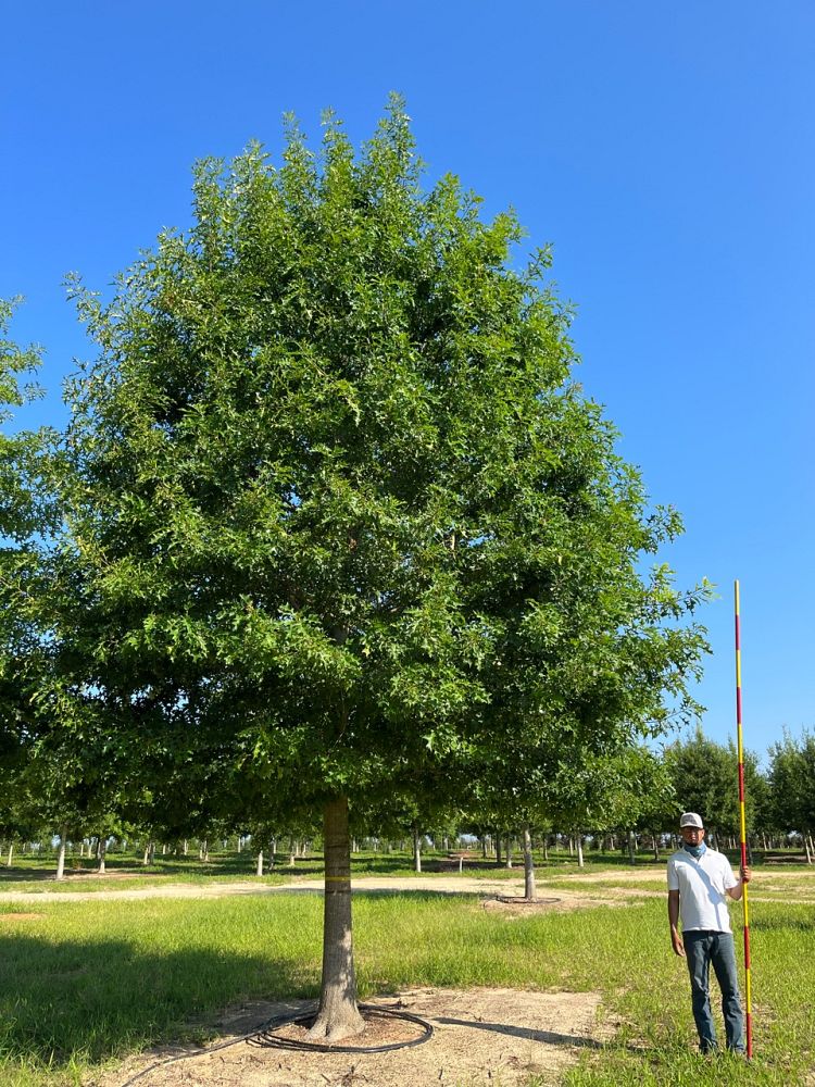 quercus-texana-nuttall-oak-quercus-nuttallii