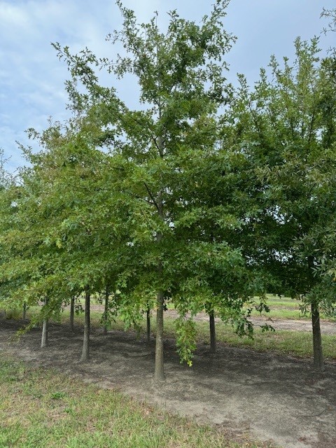 quercus-texana-nuttall-oak-quercus-nuttallii