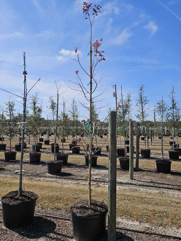 quercus-texana-nuttall-oak-quercus-nuttallii