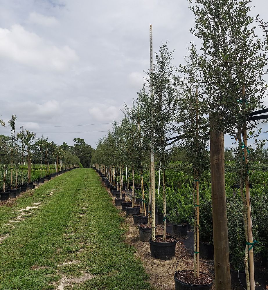 quercus-virginiana-augustina-live-oak