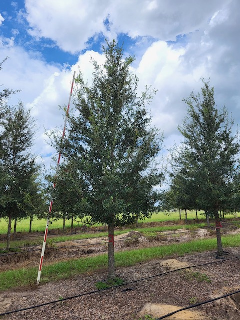 quercus-virginiana-augustina-live-oak