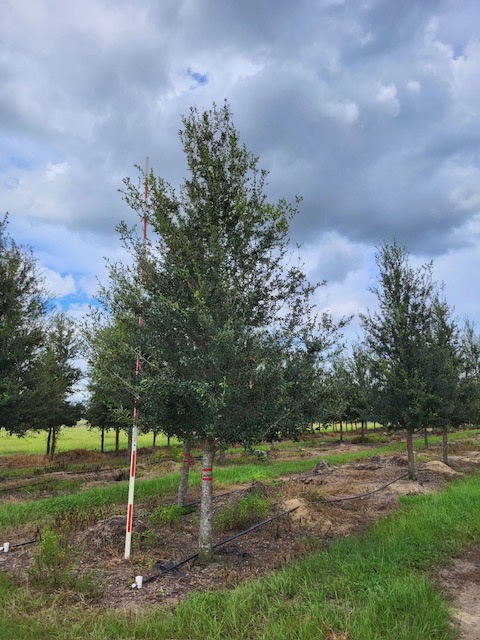 quercus-virginiana-augustina-live-oak