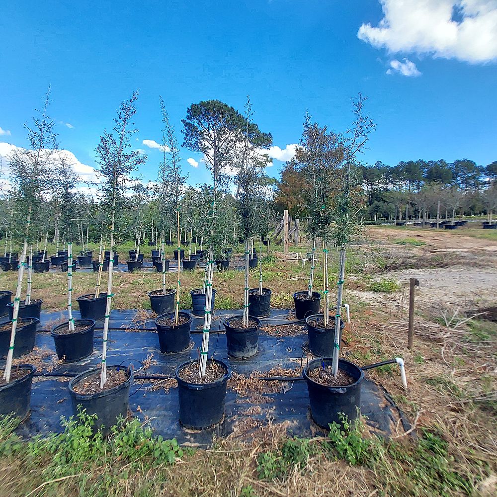 quercus-virginiana-live-oak-southern-oak-tree