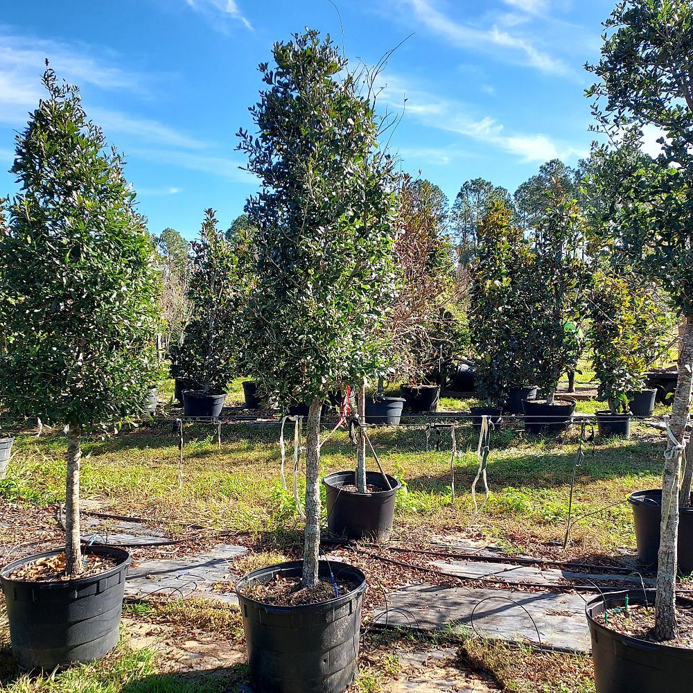 quercus-virginiana-live-oak-southern-oak-tree