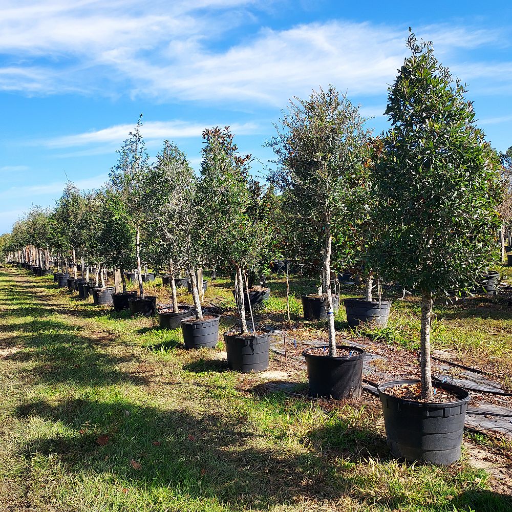 quercus-virginiana-live-oak-southern-oak-tree