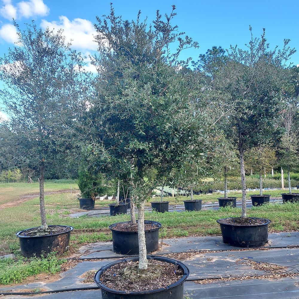 quercus-virginiana-live-oak-southern-oak-tree