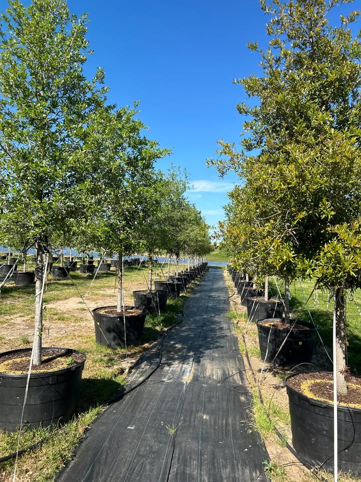 quercus-virginiana-live-oak-southern-oak-tree