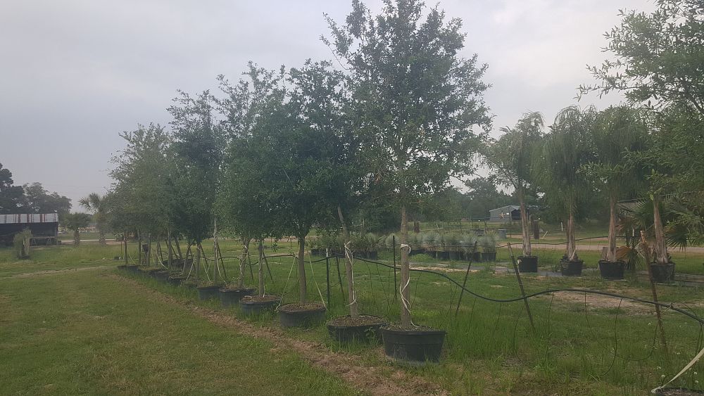 quercus-virginiana-live-oak-southern-oak-tree