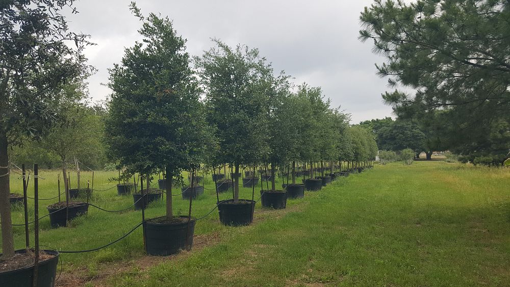 quercus-virginiana-live-oak-southern-oak-tree