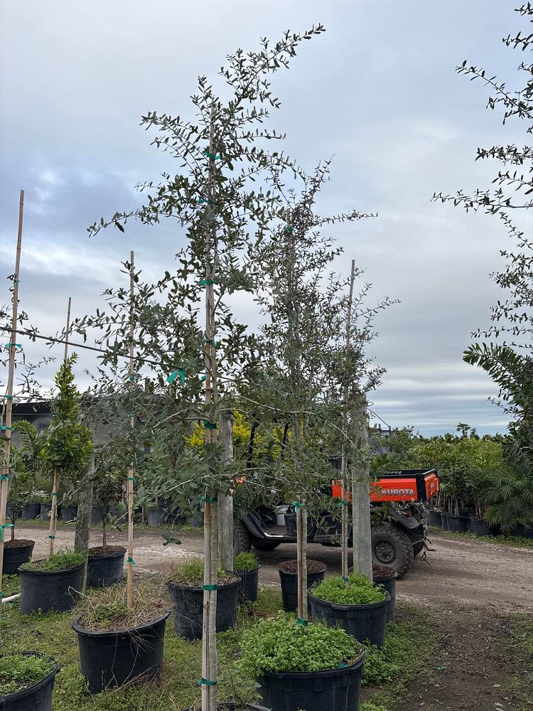 quercus-virginiana-live-oak-southern-oak-tree