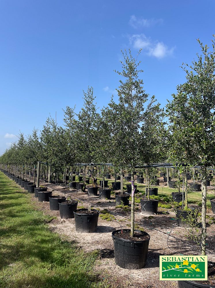 quercus-virginiana-live-oak-southern-oak-tree