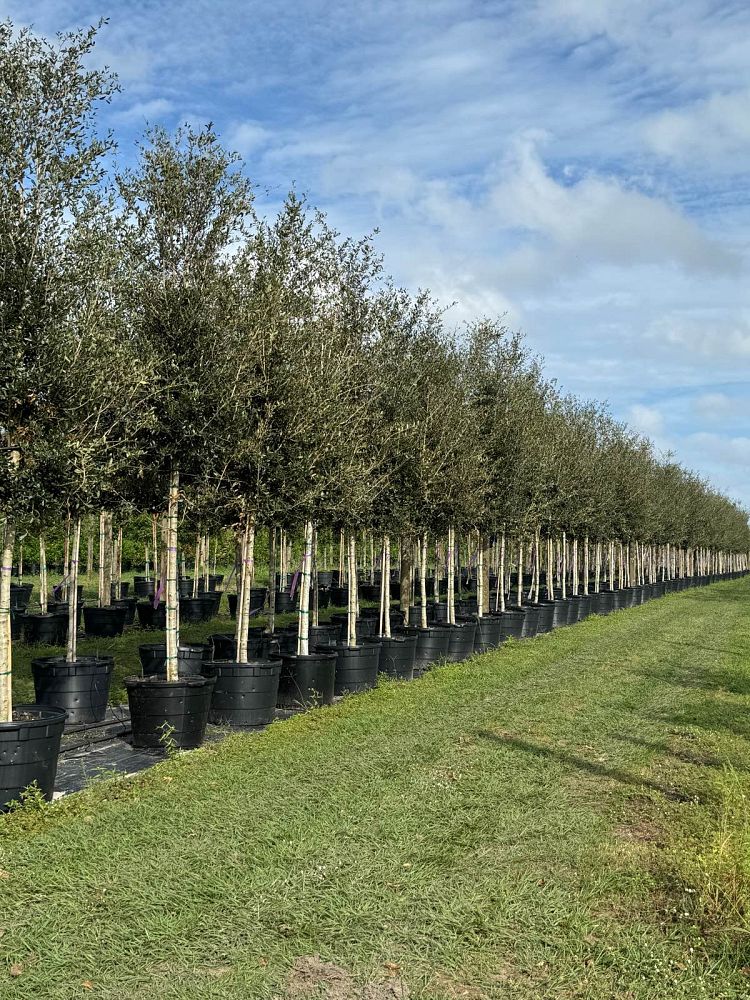 quercus-virginiana-live-oak-southern-oak-tree