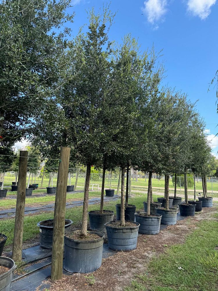 quercus-virginiana-live-oak-southern-oak-tree