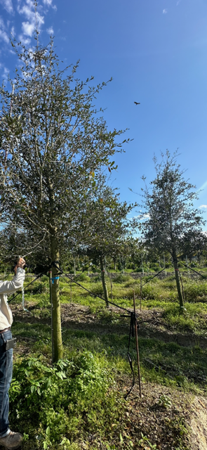 quercus-virginiana-live-oak-southern-oak-tree