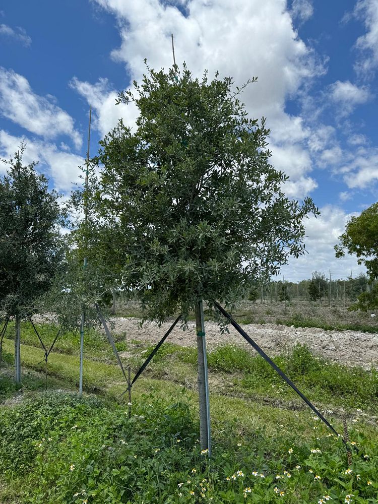 quercus-virginiana-live-oak-southern-oak-tree