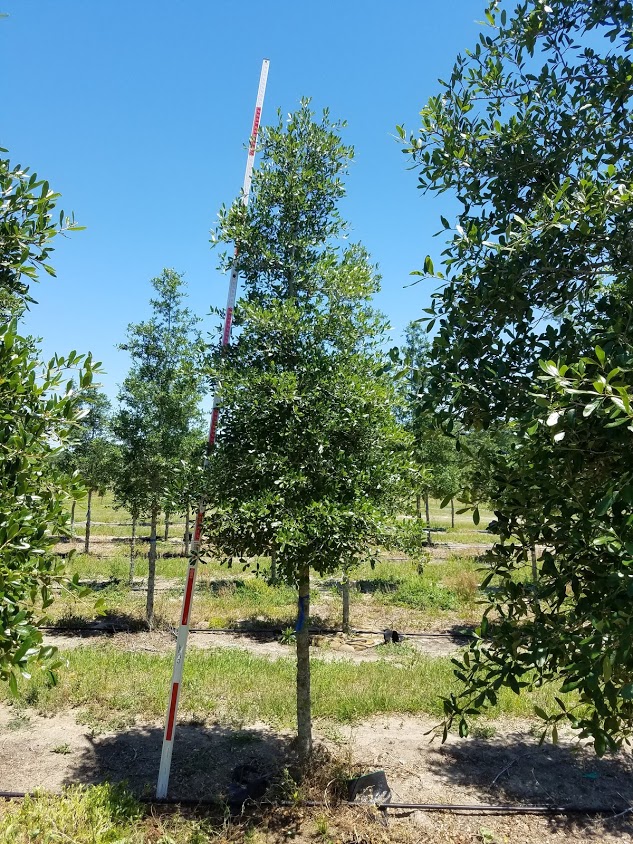 quercus-virginiana-live-oak-southern-oak-tree