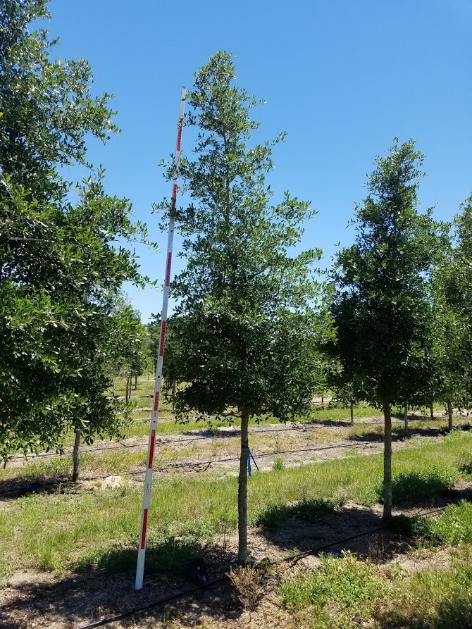 quercus-virginiana-live-oak-southern-oak-tree