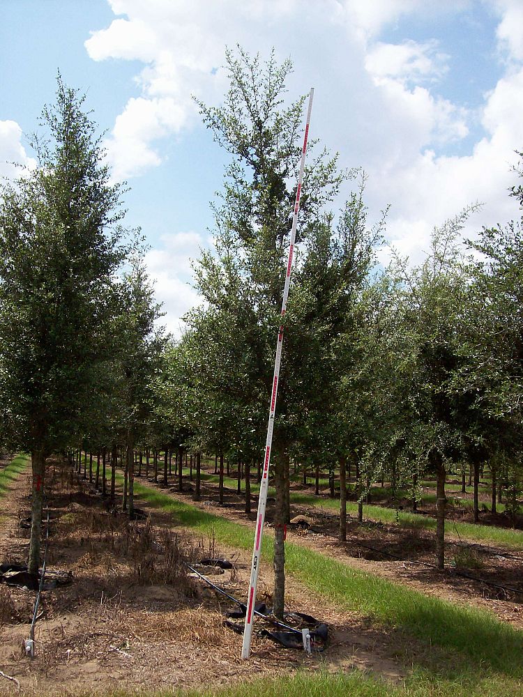 quercus-virginiana-live-oak-southern-oak-tree