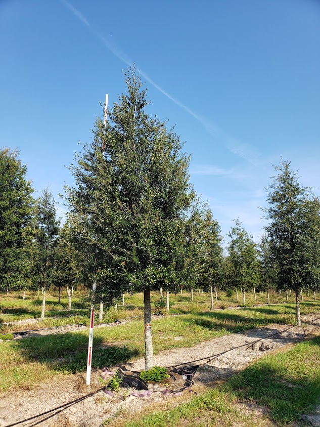 quercus-virginiana-live-oak-southern-oak-tree