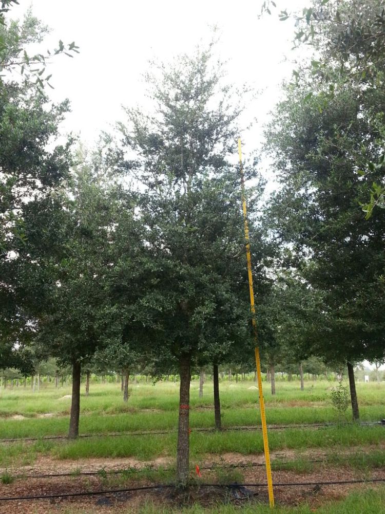 quercus-virginiana-live-oak-southern-oak-tree