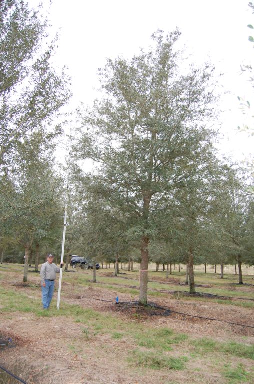 quercus-virginiana-live-oak-southern-oak-tree