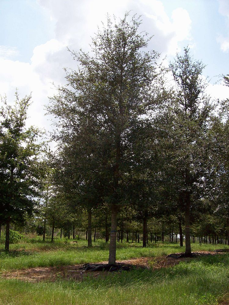 quercus-virginiana-live-oak-southern-oak-tree