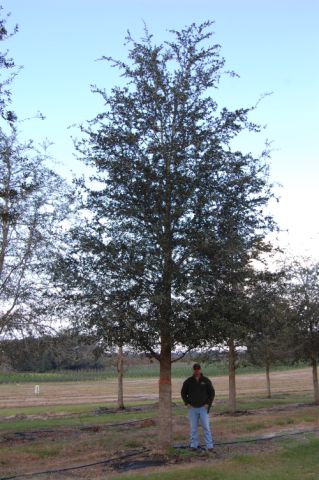 quercus-virginiana-live-oak-southern-oak-tree