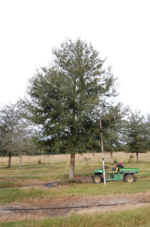 quercus-virginiana-live-oak-southern-oak-tree