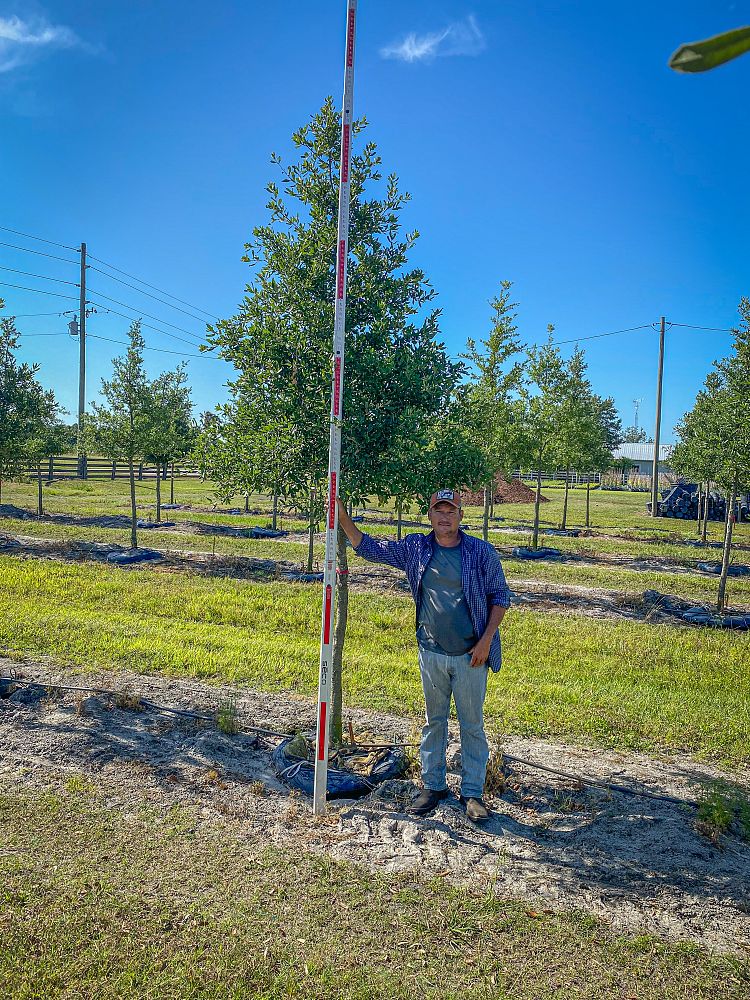 quercus-virginiana-live-oak-southern-oak-tree