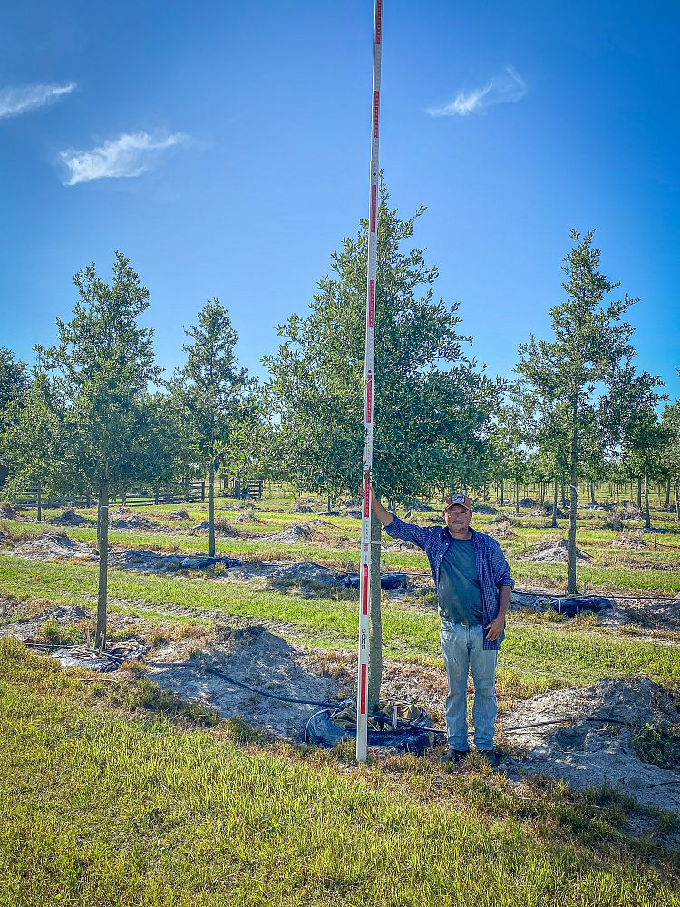 quercus-virginiana-live-oak-southern-oak-tree