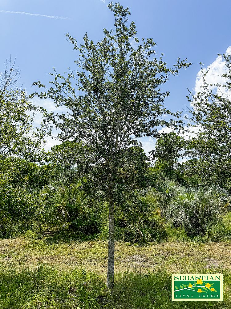 quercus-virginiana-live-oak-southern-oak-tree