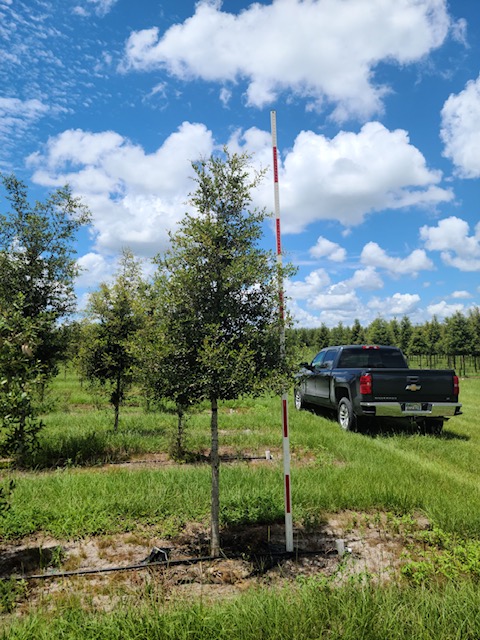 quercus-virginiana-live-oak-southern-oak-tree