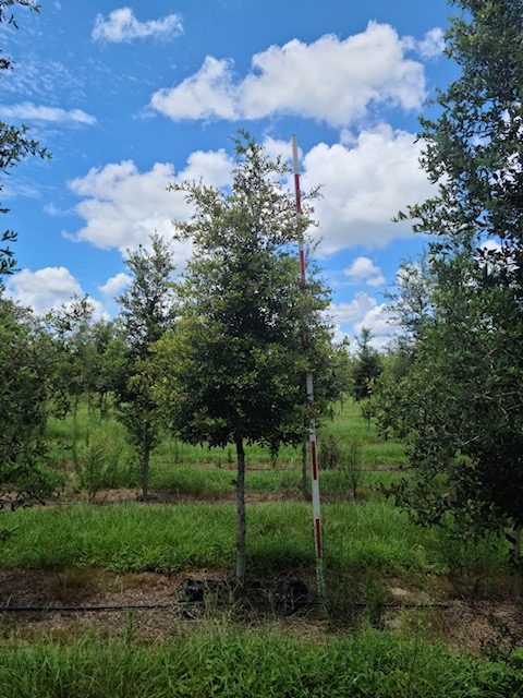 quercus-virginiana-live-oak-southern-oak-tree