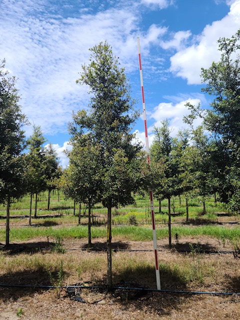 quercus-virginiana-live-oak-southern-oak-tree