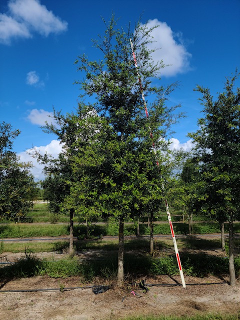 quercus-virginiana-live-oak-southern-oak-tree