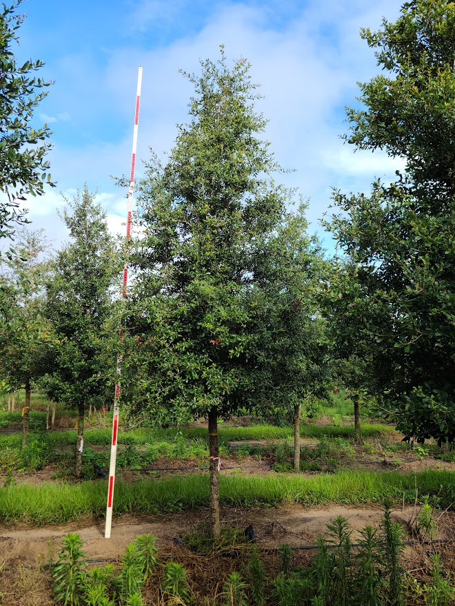 quercus-virginiana-live-oak-southern-oak-tree