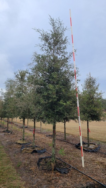 quercus-virginiana-live-oak-southern-oak-tree