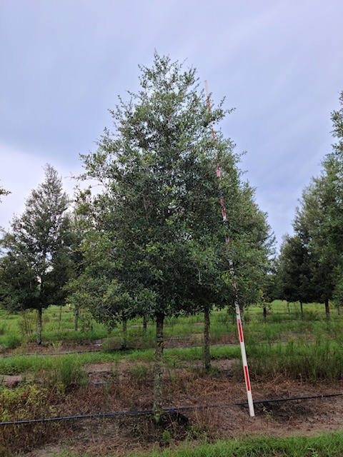 quercus-virginiana-live-oak-southern-oak-tree