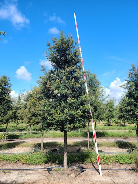 quercus-virginiana-live-oak-southern-oak-tree