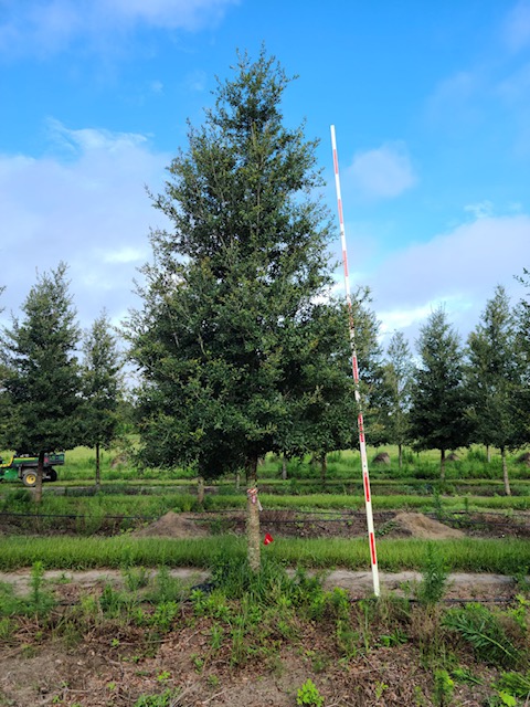 quercus-virginiana-live-oak-southern-oak-tree