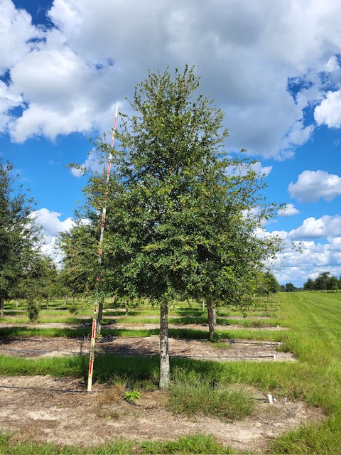 quercus-virginiana-live-oak-southern-oak-tree