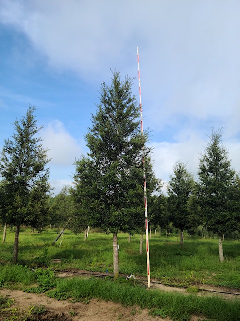 quercus-virginiana-live-oak-southern-oak-tree