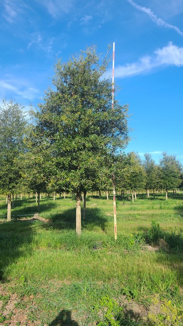 quercus-virginiana-live-oak-southern-oak-tree