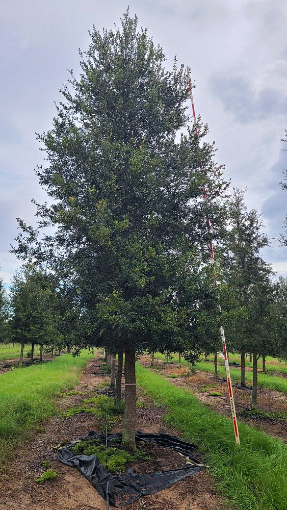 quercus-virginiana-live-oak-southern-oak-tree