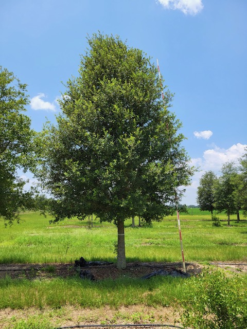 quercus-virginiana-live-oak-southern-oak-tree