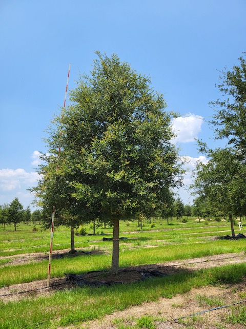 quercus-virginiana-live-oak-southern-oak-tree