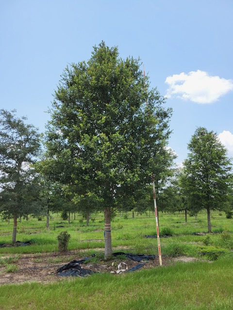 quercus-virginiana-live-oak-southern-oak-tree